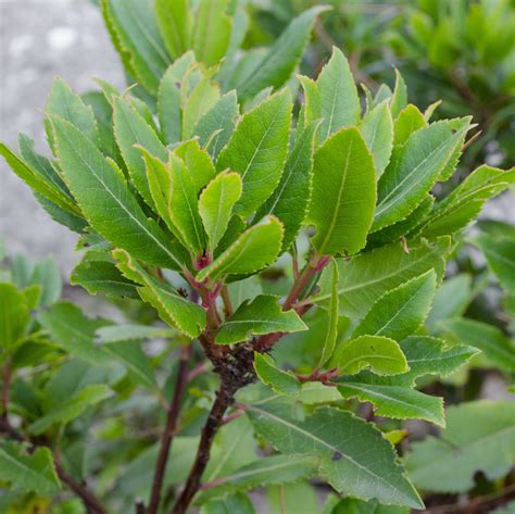 Sweet Bay Leaves / Laurel .